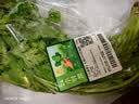 【火锅季】七鲜24小时香菜 100g 实拍图