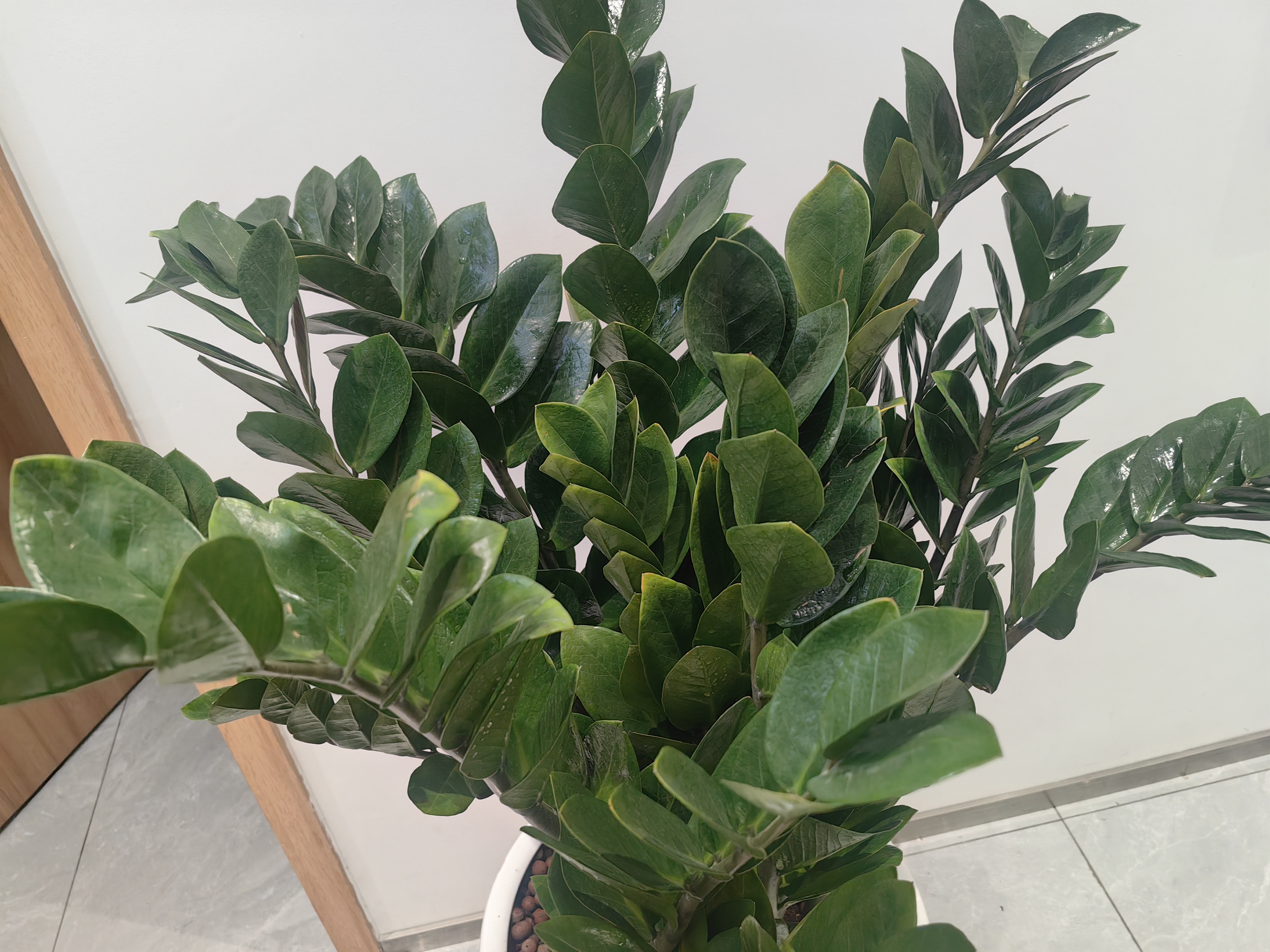 叹为观止大型植物发财树各种大颗盆栽开业乔迁客厅办公室内好养大型花卉 金钱树【80厘米-1米】 含盆 实拍图