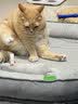 皇家（ROYAL CANIN）优纤易消化处方粮FR31促肠道蠕动消化成猫肠胃处方粮配方粮1.5KG 实拍图