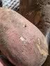 京鲜生正宗烟薯25号蜜薯红薯中果净重9斤单果150g+蔬菜地瓜源头直发 实拍图