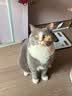 皇家猫粮 成猫猫粮 营养均衡 F32 通用粮 1-7岁 4.5KG 实拍图