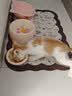 多特思猫主食餐包成幼猫全价非零食罐头羊奶炖鸡50g猫饭湿粮妙鲜包 实拍图