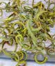南京同仁堂金装肾精草60g黄金草嗷嗷叫正宗东北长白山化石草男士滋补养生茶 实拍图