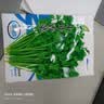 【限时优惠】随种随吃调料菜种子组合春季四季种耐热阳台盆栽蔬菜 小叶香菜种子1包约1000粒 一包约1000粒 实拍图