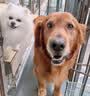 皇家狗粮 金毛成犬狗粮 犬粮 宠物大型犬 GR25 全价犬粮 ≥15月 12KG 实拍图