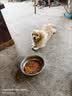 比乐狗粮守护天使全价犬粮小型成幼犬中大型犬通用干粮鲜鸭梨牛肉骨 【牛肉苹果果寡糖】 成犬粮 30斤 实拍图