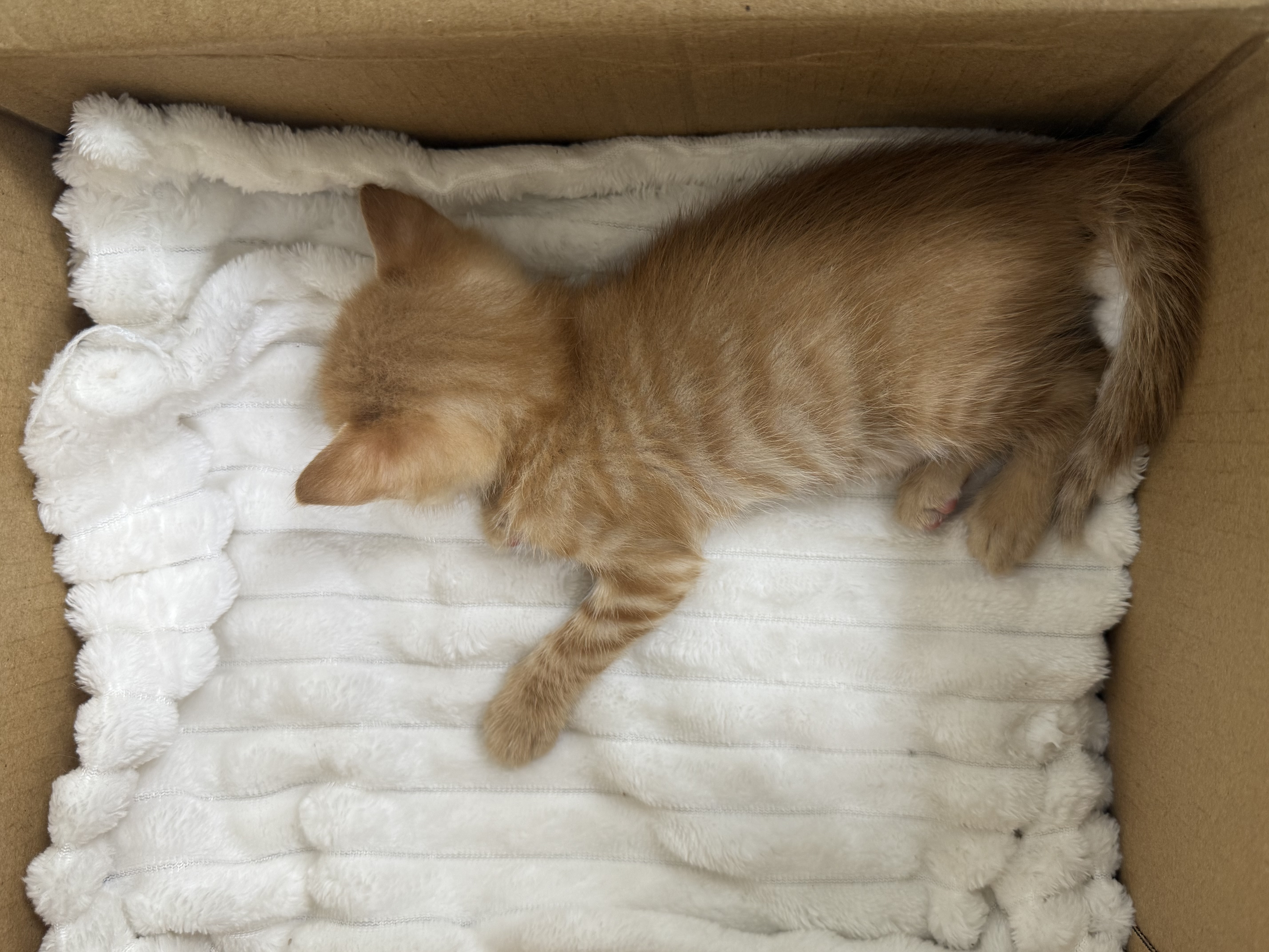 冠能猫粮室内成猫猫粮60g*3 全价猫粮 添加膳食纤维 控制毛球 实拍图
