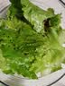 【火锅季】翡翠褶大白菜1.2kg 实拍图