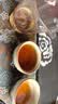 大益TAETEA茶叶普洱茶生茶7542饼茶150g/饼经典标杆口粮茶 批次混发 实拍图