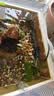 创宁鱼缸石英加热棒 CN-605-300W 低水位乌龟小型迷你自动恒温器 实拍图