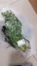 【火锅季】带根香菜100g 实拍图