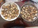 江船长冷冻鲍鱼 净重160g(10-15粒)袋装 火锅食材 海鲜生鲜 实拍图
