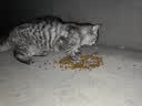 皇家猫粮 室内成猫粮 I27 通用粮 12月以上 2KG 实拍图