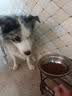 力狼狗粮 纯然金毛阿拉斯加拉布拉多萨摩耶马犬德牧中大型犬粮 强壮骨骼｜基础自护｜经典成犬40斤 实拍图