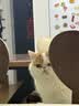 LEGENDSANDY蓝氏 全价猫粮成猫幼猫生骨肉冻干粮猎鸟乳鸽系列兔肉口味1.5kg*3 实拍图