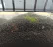 BESSN贝森免洗水草泥鱼缸不浑水造景底砂营养土基肥5斤约2.4L 实拍图