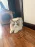 阿柴与猫封闭式猫窝大房子小型犬狗窝睡觉猫狗屋可拆洗四季通用宠物窝 实拍图