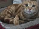 亿迪猫粮幼猫成猫冻干大袋20斤全价英短布偶蓝猫全阶段六种冻干 实拍图