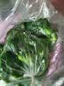 【爆款特价】甜椒菜椒青椒新鲜蔬菜肉厚大包装菜椒新鲜不辣 绿色甜椒 肉厚脆甜 现摘现发 山东螺丝椒净重4.7斤 实拍图