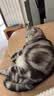 凯锐思猫粮7岁以上天然老年期猫粮全价猫粮1.5kg 实拍图