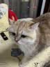 instinct百利猫粮无谷鸡高蛋白鸡生鲜鸡冻干猫粮三文鱼幼猫猫粮成猫全阶段 【优质蛋白健康餐】高蛋白鸡肉猫粮10磅 实拍图