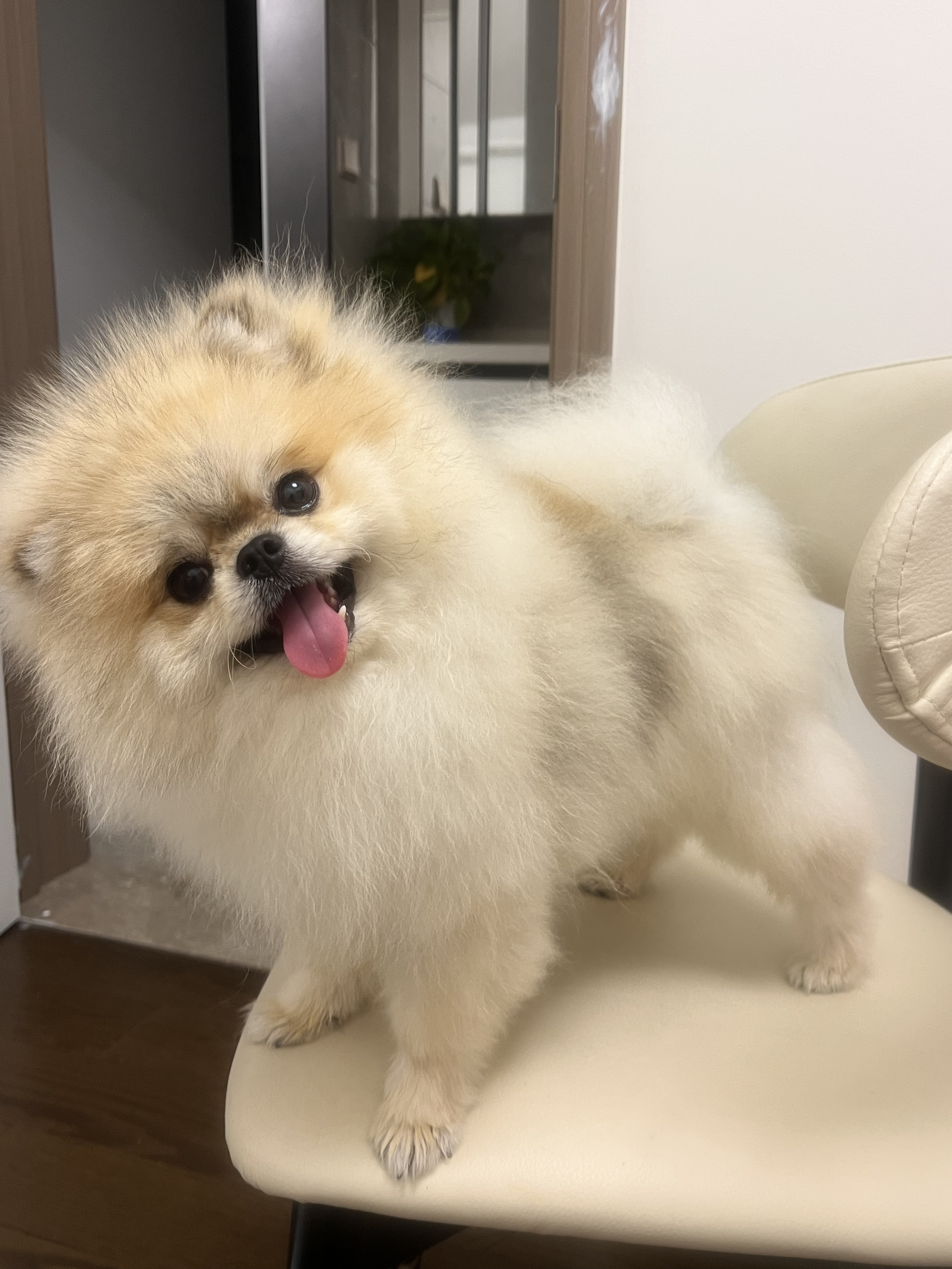 Orijen渴望狗粮 小型犬成犬 全价无谷进口鱼肉进口犬粮1.8kg 效期27/6 实拍图