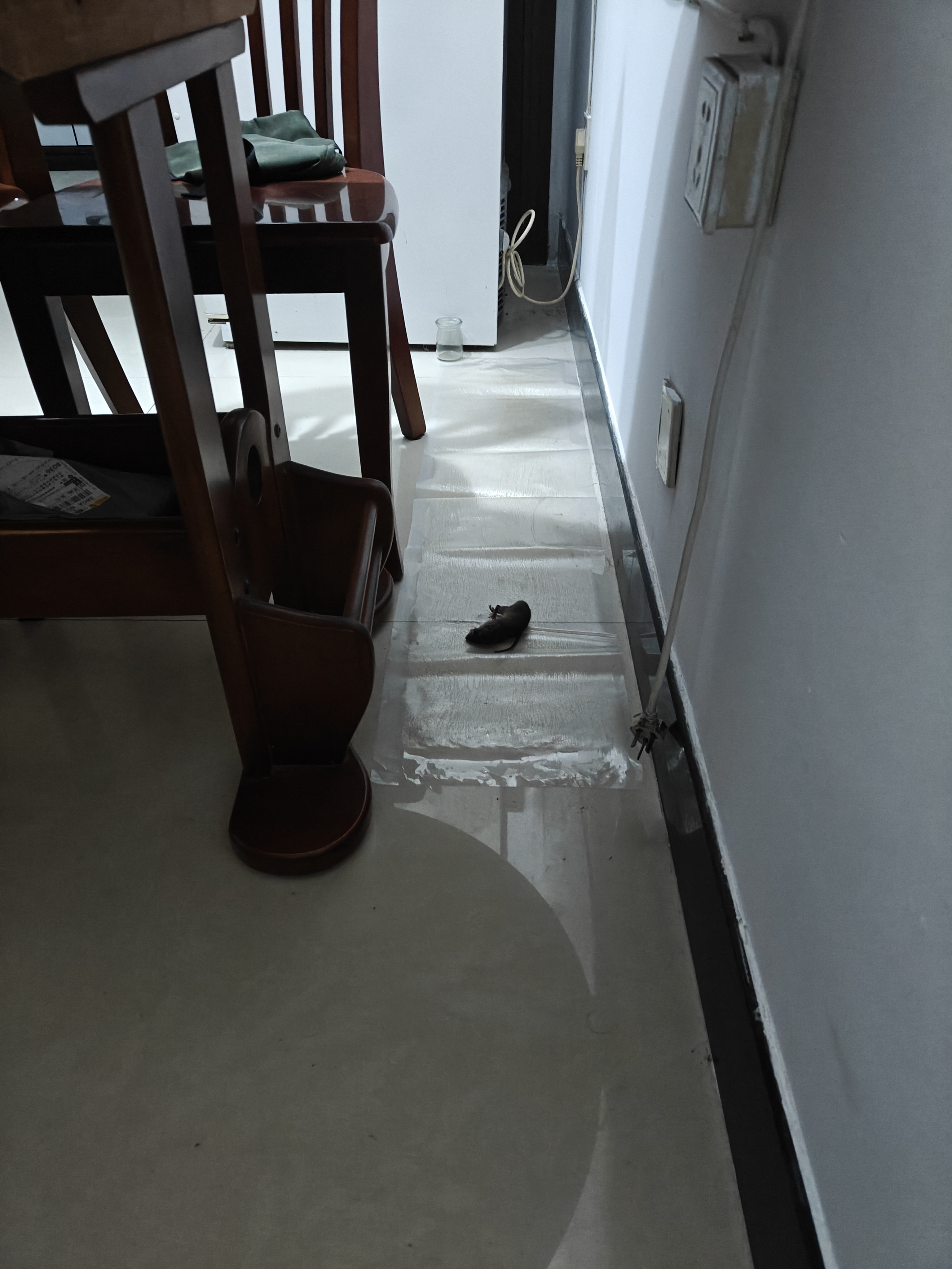 鼠道难博佳胜老鼠一窝端神器老鼠贴超强力粘鼠板灭鼠强捕黏鼠板魔毯3条 实拍图