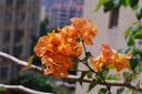 适马（SIGMA）56mm F1.4 DC DN｜Contemporary 半画幅大光圈定焦镜头 人像特写（佳能RF卡口） 实拍图