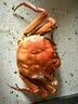【活蟹】湖鲜阳澄 大闸蟹 去绳足重 全母蟹2.8-3.1两12只 鲜活超大螃蟹中秋海鲜礼盒装 实拍图
