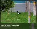 松下【12期免息】70-300mm 全画幅微单相机远摄变焦镜头（Panasonic）(S-R70300）L卡口 风光运动旅行 实拍图