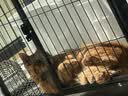 网易严选宠爱相伴全价猫粮 实惠宠物主粮成幼猫爱心公益 美毛护肠胃10kg 实拍图