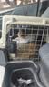 腆宠宠物航空箱小号 猫咪航空箱猫狗 猫包猫笼外出车载猫箱狗狗托运 实拍图