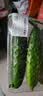 【水果菜】东北旱黄瓜约550g 实拍图