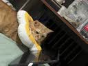 欢宠网宠物裹猫布包猫自粘猫咪包裹百贴固定器剪指甲防抓挠防跑魔术神器 实拍图
