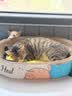 多特思羊奶系列幼猫饭 湿粮主食猫罐头幼猫成长奶糕羊奶慕斯罐头6罐 实拍图
