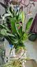 年宵花【热销款】白掌一帆风顺盆栽水培植物绿植过年装饰摆件年货 特级白掌10-12株带花【基地原盆原土】 实拍图
