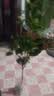桂花树苗盆栽室内四季桂花卉植物金桂丹桂庭院大树浓香型绿植开花 【四季桂】粗1cm 高0.8-1米土球发货 实拍图