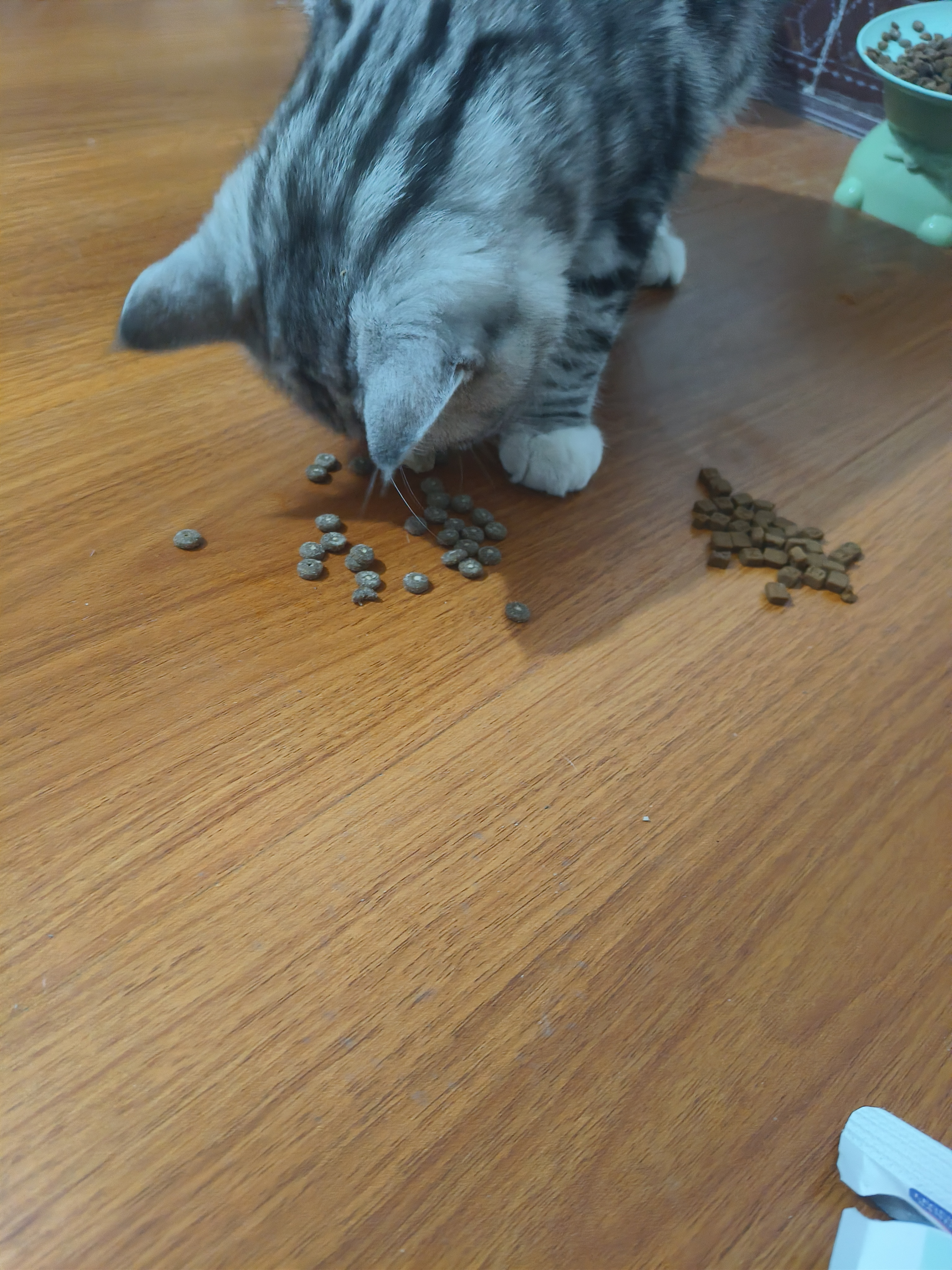 LEGENDSANDY蓝氏全价猫粮生鲜高能系列成猫幼猫 试用 试吃 猎鸟乳鸽 50g*5 实拍图