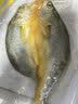 三都港 醇香黄鱼鲞350g/2条装黄花鱼 烧烤食材深海鱼 生鲜鱼类 中秋海鲜 实拍图