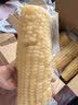 京鲜生东北白糯玉米250g*10棒 新鲜甜糯玉米棒真空包装粘玉米 源头直发 实拍图