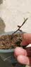 史丹利磷酸二氢钾花肥钾肥花卉专用水溶液叶面肥农用磷钾肥叶面肥2斤 实拍图