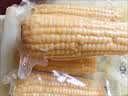 北纬47度小鲜棒白甜糯玉米 一棒刚刚好 真空包装 1.6kg 早餐玉米 实拍图