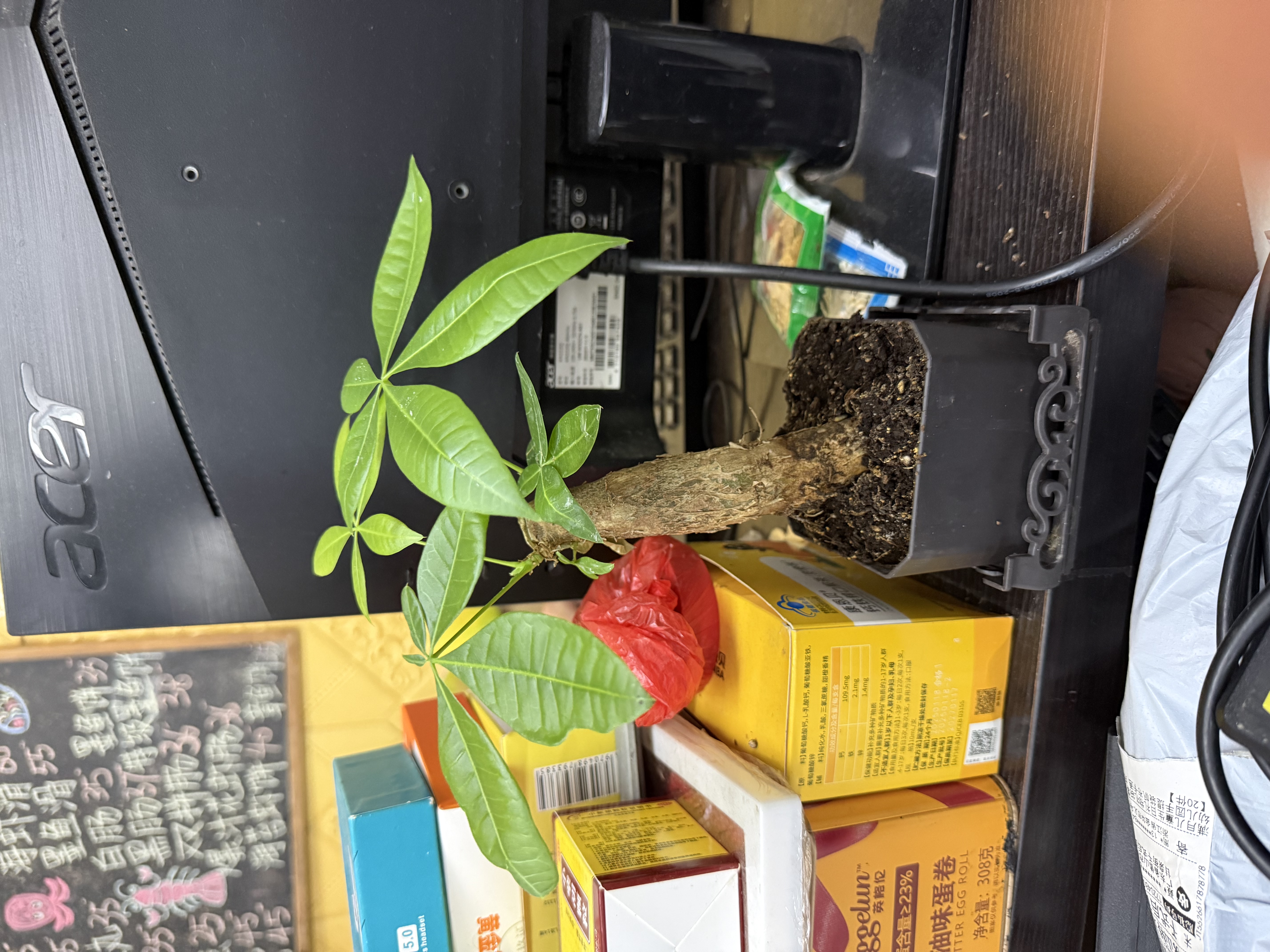 【热销款】发财树盆栽室内植物客厅办公室吸甲醛好养绿植 单杆发财树+塑料四方舍得盆+小方底座 花盆直径约8cm 实拍图