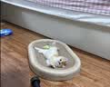 疯狂的主人猫抓板窝猫抓盆不掉屑猫窝宠物猫玩具猫爪板 实拍图