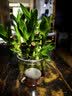 沭之美富贵竹水培客厅绿植招财旺宅花卉植物水养常青竹子文昌竹源头直发 实拍图