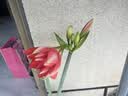 海蒂的花园旗舰店南非朱顶红进口重瓣种球室内阳台球根花卉植物保证对版种球 南非朱顶红芭蕾舞女16/18【26年新球】 12+ 实拍图