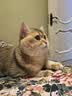 小毛豆（maodou）猫冻干猫咪零食兔血冻干体弱猫补血强免疫乳铁蛋白100g送试吃 实拍图