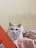 喵梵思猫主粮全价猫粮全期全种通用幼猫成猫营养宠物猫粮猫主粮 40%蛋白汉欧3.6斤 2个月及以上 实拍图