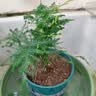 文竹盆栽绿植花卉盆景植物室内客厅水培文松云竹文竹大苗四季常青 小文竹【1颗】原盆原土球发货 高度15-25cm 实拍图