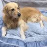 华元宠具（hoopet）狗窝保暖可拆洗中大型犬冬季狗床拉布拉多狗睡垫子宠物垫人类狗窝 实拍图